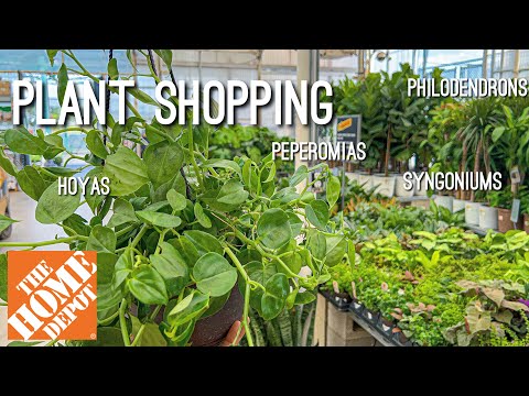 Home Depot Plant Shopping in Fall! Never Underestimate a Small Home Depot! Houseplant Shop with me🪴