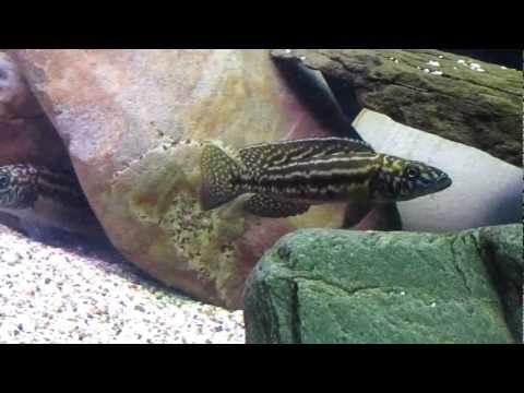 Lepidiolamprologus kendalli