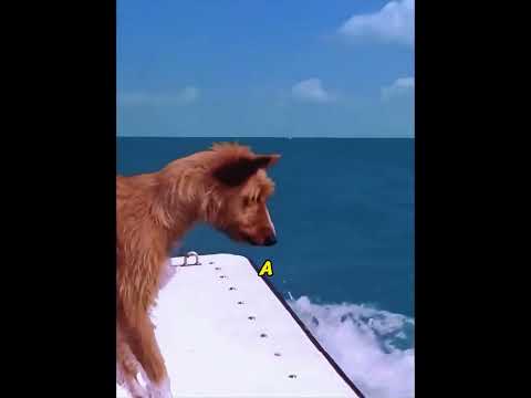 The story of dolphins showing gratitude #animals #animalrescue #wildlife