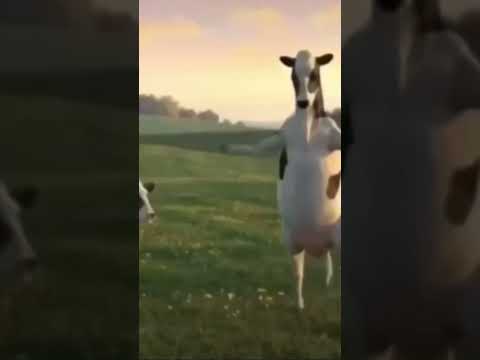 Dans eden inekler 🐄🐮 komik möö #keşfet #shortvideo #trending #eğlence #funny #exciting #kidsvideos