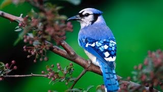 Blue Jay Birds Singing In The Forest