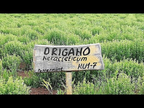 Pravo na sutra: Plantaže u Leposaviću