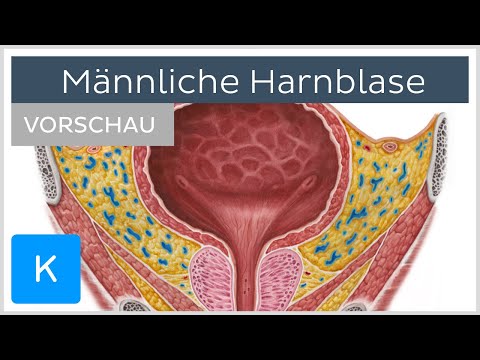 Männliche Harnblase (Vorschau) | Kenhub