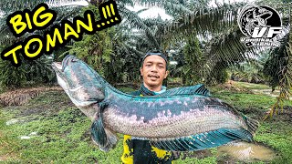 Download lagu BREAKING THE LATEST TOMAN RECORD IN 2024...?! CASTING OF BORNEO'S LARGE TOMAN mp3