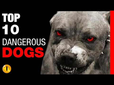 TOP 10 DANGEROUS DOG BREEDS Video