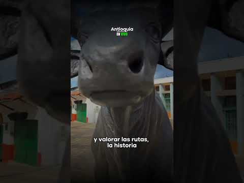 ¿Participará? #antioquia