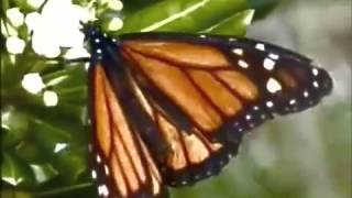 Apoptygma Berzerk - Butterfly Defect