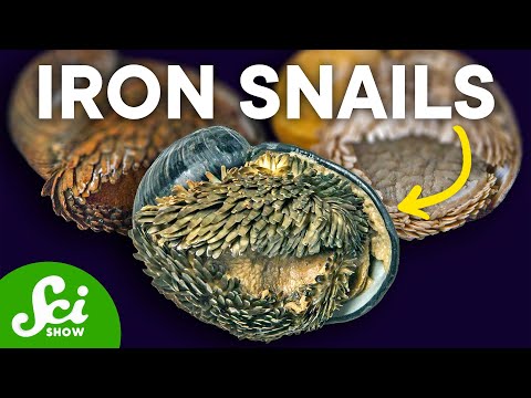 鉄の殻を持つ深海のカタツムリ (The Deep-Sea Snail with an Iron Shell)