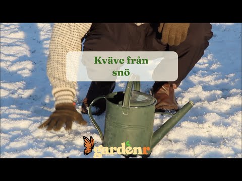 Nitrogen from snow - Gardenhacks by GardenR
