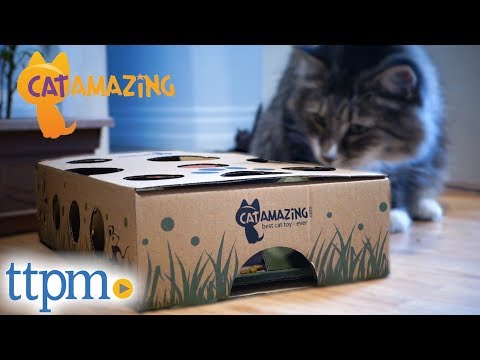 Cat Amazing from Cat Amazing