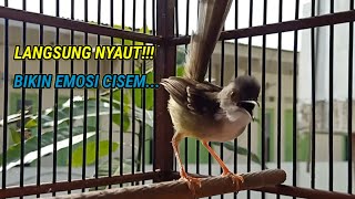 Download lagu ciblek semi gacor, TARUNG ampuh bikin emosi ciblek semi jadi ikut bunyi mp3 Download lagu ciblek semi gacor, TARUNG ampuh bikin emosi ciblek semi jadi ikut bunyi mp3
