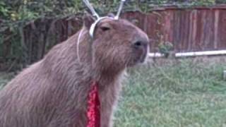 [無言] 老鼠肉，落荒而逃