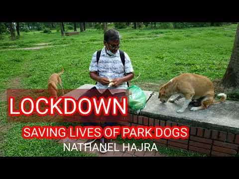 LOCKDOWN: Saving lives of park dogs by Nathanel Hajra