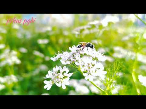 #Honey#bee#lovers#flowers#unexpected#video