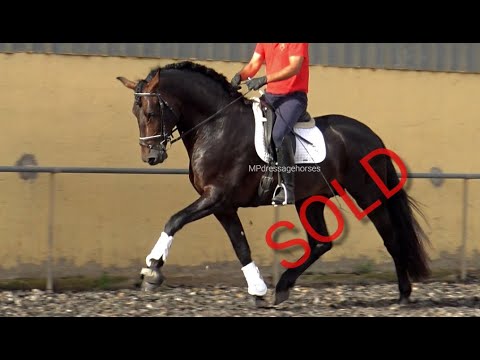 **SOLD** FEI Potential Andalusian PRE stallion 2017 - 1,74 m | #MP460