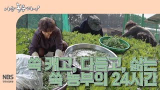 [나는농부다 298회] 쑥 캐고, 다듬고, 삶는 쑥 농부의 24시간