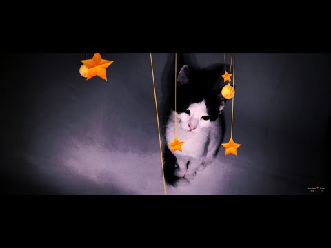 Our Funny kittens 2 * By Rico