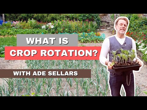 Ade Sellars' Simple Guide To Crop Rotation
