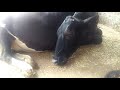 Cute Black Jersey cow video