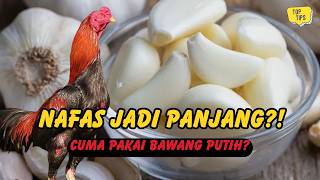 Download lagu The Secret to Chickens' Long Breath: Is Garlic Really Enough? mp3