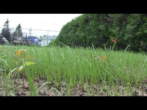 L'gosseux d'bois Ep 87 -  Notre aménagement paysager