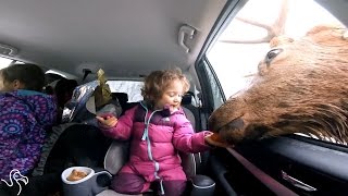 Download lagu Kids Falling In Love With Animals mp3