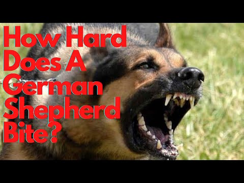German Shepherd Bite Mark