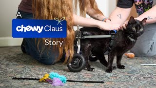 Chewy Claus Gifts Wheelchair to Paralyzed Cat