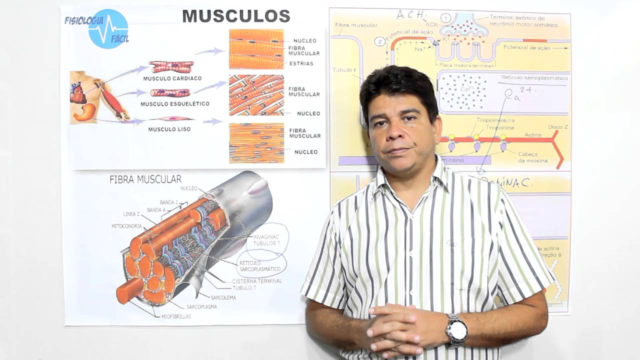 Contração Muscular - Fisiologia Fácil