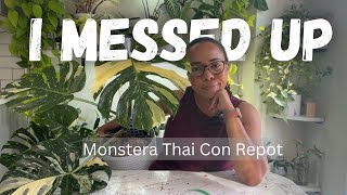 Fixing my mistakes| Monstera Thai Constellation Repot