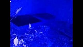 ダルマガエル ライブ 2026/07/09 16:00から2026/07/10 03:55