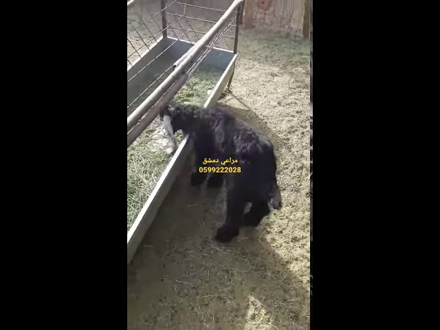 تيس عارضي لباني حجم صغير 4شهور ، الوزن 10 كيلو