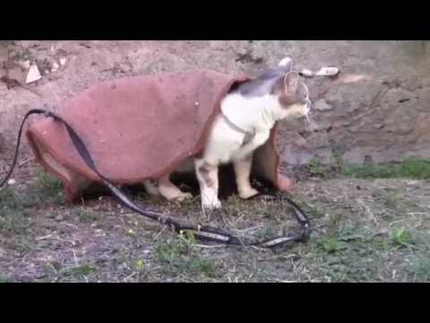 #Kater Migio in Toscana, #Spaßvideo. #Gatti divertimento Video.Cat Fun Video
