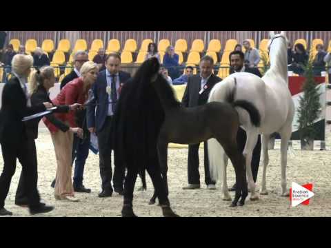 N.106 SG PEGASUS - Milan 2016 - Futurity Colts (Class 14)