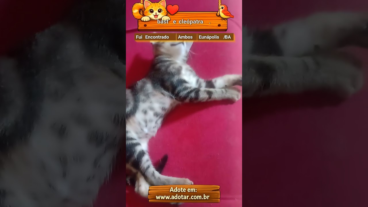 Gato raça SRD-ViraLata idade Abaixo de 2 meses nome bast e cleópatra.