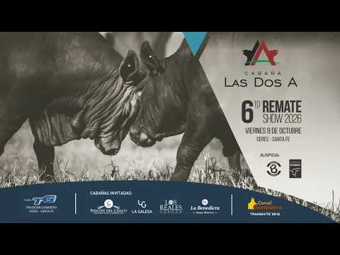 6° REMATE SHOW EN CERES 🚨 LAS DOS A DE ZAGO - BRANGUS - EN VIVO POR CANAL GANADERO