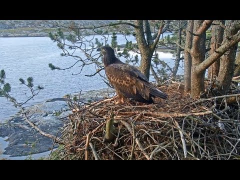 Smola Norway Eagle Cam ~ Elida Early Morning Screams & Overnight Stay 8.7.18