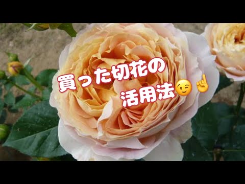 写真: 春夏に家の外観を明るくするために庭に植える10個の美しい黄色の花  庭園