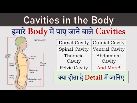 Cavities in the Human Body | Body cavity Anatomy