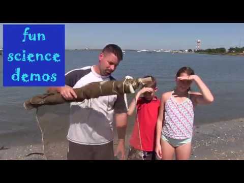 Harbor Habitat and the Seine Net