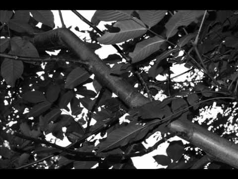 Lullaby of the dying wood - Seeking Raven