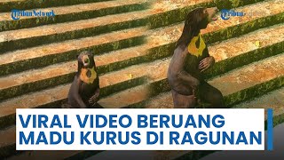 Viral Video Beruang Madu di Ragunan Tampak Kurus dan Bingung, Pengelola Ungkap Fakta Sebenarnya