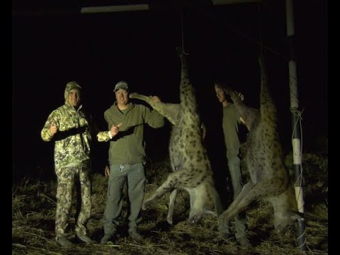 Hyena attack village goats in Africa- Hyena soccer stars