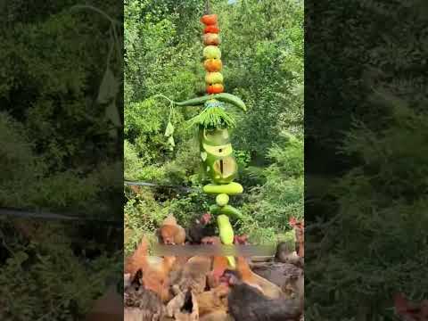 Ông lão có cách cho gà ăn thật thông minh #short