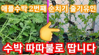 애플수박 따따블로 따는 2번채 순치는방법,수박순지르기,재배방법,순지르기 주말농장,텃밭,인간극장,사노라면,전원…