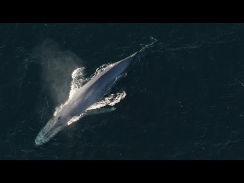 Rescuing a Minke Whale Peggy Stapp Marine Life Studies