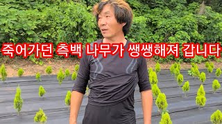 농약 2방에 죽어가던 황금측백 나무가 파릇파릇 해졌습니다~  조경수,관상수,정원수