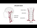 Understanding the Cervical Spine