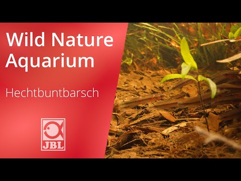 Crenicichla | WILD NATURE AQUARIUM | JBL