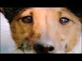 Eukanuba Dog Food Commercial - See No Limits